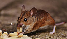 24 Hour & Emergency Exterminators in Fairfield, OH